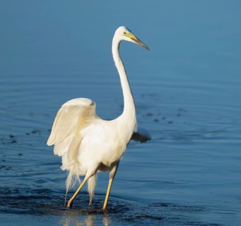 Great White Egret (Ardea alba) foraging in the shallow water zone of a lake, blue water, Lower