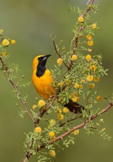 Hooded Oriole (Icterus cucullatus) male perched on a flowering branch, Arizona, USA