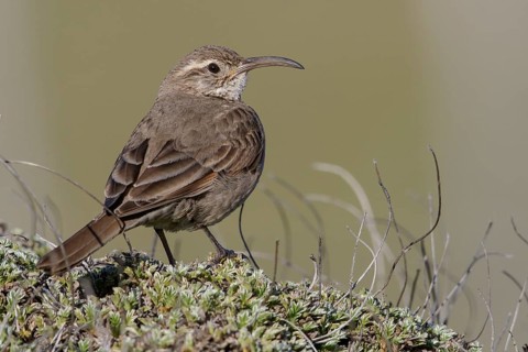 Scale-throated Earthcreeper (Upucerthia dumetaria) perched on the ground in Chile