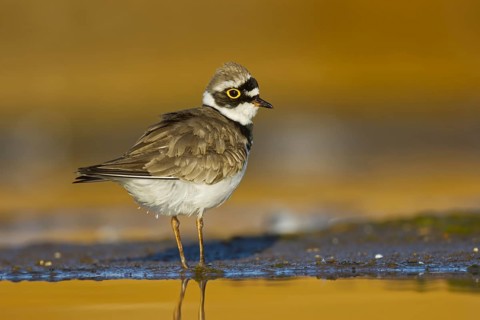 Little Ringed Plover (Charadrius dubius) female, North Rhine-Westphalia, Germany