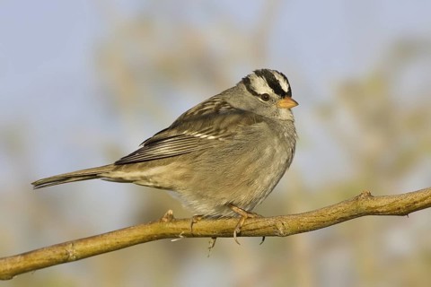 White-crowned Sparrow (Zonotrichia leucophrys), Arizona, USA