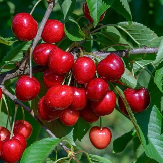 Sweet cherry (Prunus avium 'Sumste'),  Germany