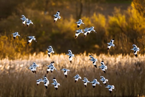 Pied Avocet, Recurvirostra avosetta, birds in flight over winter marshes