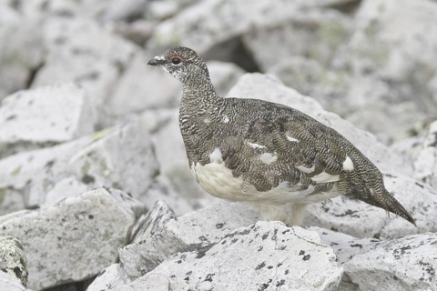 Rock Ptarmigan (Lagopus muta), Newfoundland, Canada