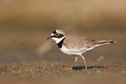 Little Ringed Plover (Charadrius dubius) male, North Rhine-Westphalia, Germany