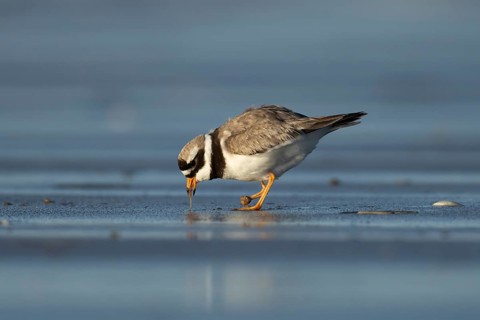 Ringed plover (Charadrius hiaticula) adult wading bird pulling a worm from a beach, Norfolk,