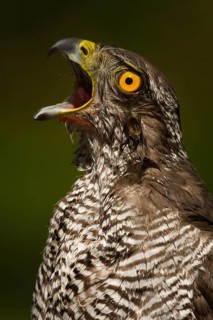 Northern Goshawk (Accipiter gentilis), Utrecht, Netherlands