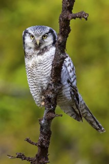 Barred owl, (Surnia ulula), animals, birds, owl family, owl, perch, biotope, habitat, Varanger Bird
