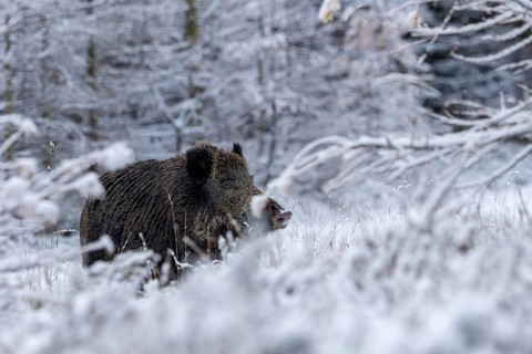 With its nose in the wind, the wild boar (Sus scrofa) tries to pick up the scent, its sense of