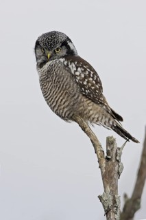 Northern Hawk-Owl (Surnia ulula), Ontario, Canada