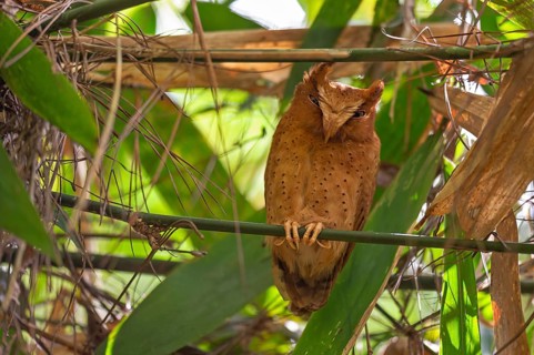 Serendib Zwergohreule (otus thilohofmanni) im Regenwald von Sri Lanka