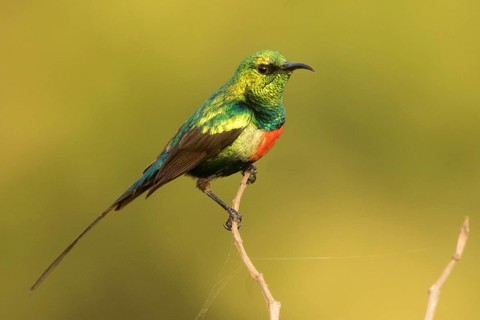 Beautiful Sunbird (Cinnyris pulchellus) male, Gambia