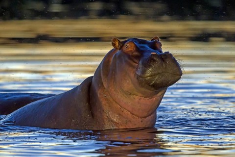 Africa, Botswana, Hippopotamus, Hippopotamus Hippo, Botswana, Botswana