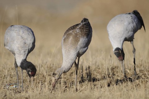 Black-necked Crane (Grus nigricollis) juvenile, Tibet, China