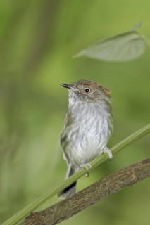 Scale-crested Pygmy Tyrant (Lophotriccus pileatus), Ecuador
