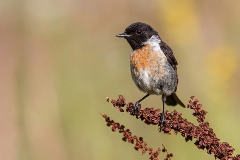 European Stonechat (Saxicola rubicola) male perched on a meadow plant, Poland