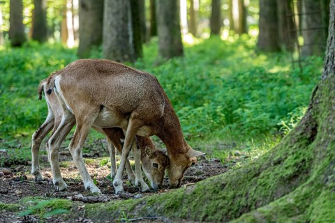 European mouflon (Ovis gmelini musimon), mouflon, mother with young, foraging in a sunlit forest on