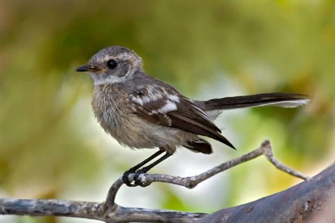Mangrove Fantail (Rhipidura phasiana), Western Australia, Australia