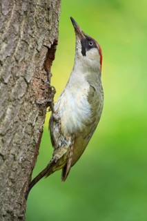 European Green Woodpecker (Picus viridis) female at breeding cavity, Rhineland-Palatinate, Germany