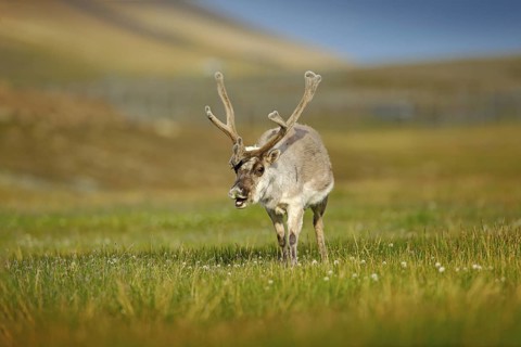 Wild animal from Norway. Reindeer, Rangifer tarandus, with massive antlers in the green grass and