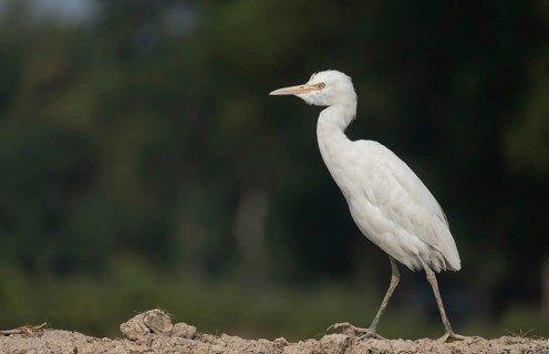 A Elegant Little Egret (Egretta garzetta), Sreepur, Gazipur, Bangladesh