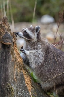 One Raccoon, procyon lotor, looking for food on a rotten tree stump