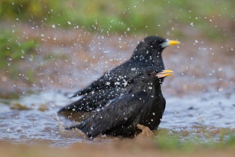 Spotless Starling - Einfarbstar - Sturnus unicolor, Morocco, adult