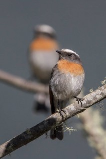 Rufous-breasted Chat-Tyrant (Ochthoeca rufipectoralis) perched on a branch in Manu National Park,