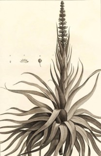 Dracophyllum verticillatum is a species of shrub or small tree endemic to New Caledonia. It was