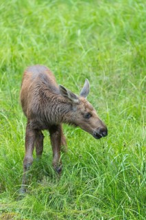 Moose (Alces alces) calf standing on a wet meadow. Green grass around