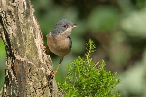 Subalpine Warbler (Sylvia cantillans) male, Liguria, Italy