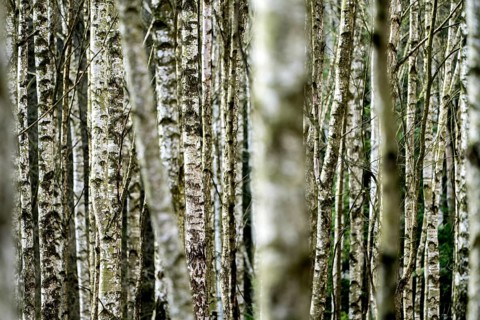 Birch forest as a natural burial grave site, Hofgeismar, Weser Uplands, Weserbergland, Hesse,