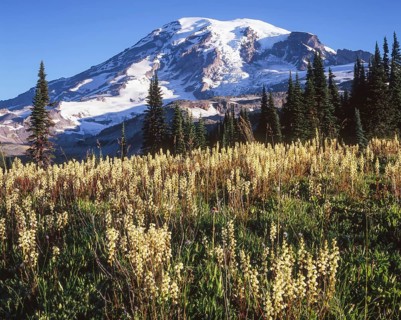 Lush fields of blooming lousewort set against the snowy backdrop of Mount Rainier in the soft light