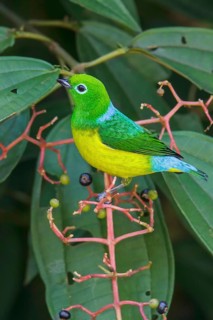 Blue-naped Chlorophonia (Chlorophonia cyanea) perched on a branch in Manu National Park, Peru