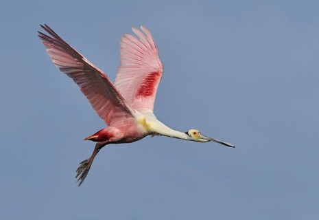 Roseate Spoonbill (Platalea ajaja), Texas, USA