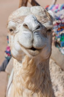 Dromedary (Camelus dromedarius), Arabian camel in head portrait, head, animal, farm animal, detail,