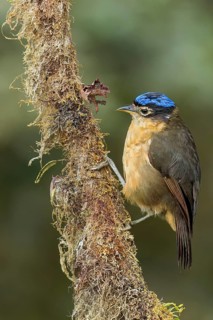 Blue-capped Ifrit (Ifrita kowaldi) perched on a branch in Papua New Guinea