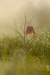 Kievitsbloemen tegenlicht, Snake's Head Fritillary morning light
