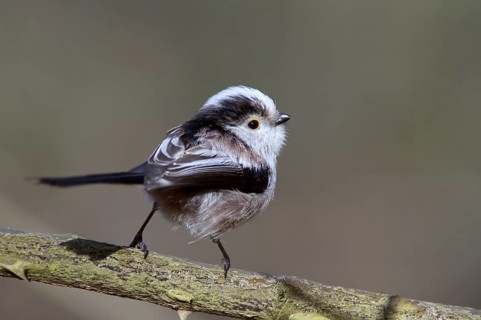 Long-tailed Tit (Aegithalos caudatus europaeus) perched on a branch, Mecklenburg-Western Pomerania,