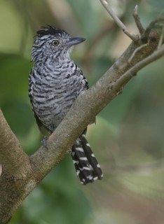 Barred Antshrike (Thamnophilus doliatus) male, Trinidad and Tobago