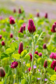 The dark red incarnate clover (Trifolium incarnatum) is in bloom, Saxony, Germany