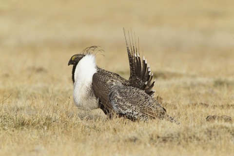 Sage Grouse (Centrocercus urophasianus) mating, California, USA