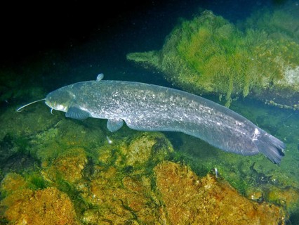 Wels catfish (Silurus glanis)