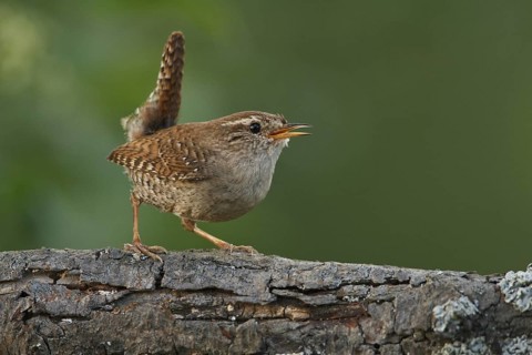 Eurasian Wren (Troglodytes troglodytes) singing, Rhineland-Palatinate, Germany