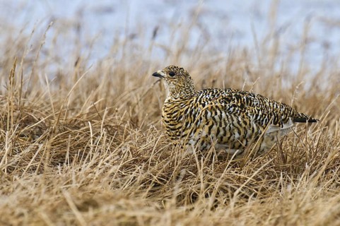 Rock Ptarmigan (Lagopus muta) female, Alaska, USA