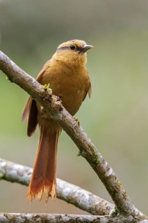 Buff-fronted Foliage-gleaner (Philydor rufum) perched on a branch in the Atlantic rainforest of