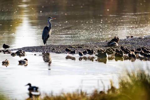 Grey Heron, Ardea cinerea, bird in winter on marshes in winter soft morning light