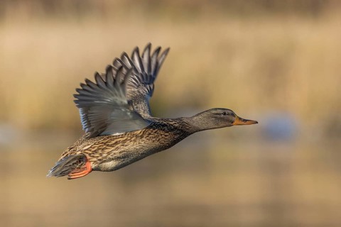 Mallard (Anas platyrhynchos) female flying, Tribalj, Croatia
