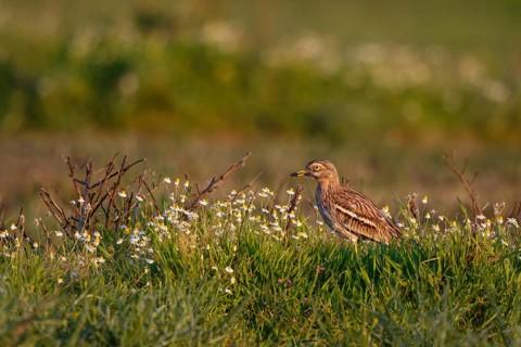 Eurasian Stone-curlew (Burhinus oedicnemus) perched on the ground, Lesvos, Greece