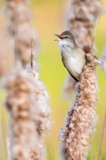 Great Reed Warbler (Acrocephalus arundinaceus) singing from a cattail, Poland
